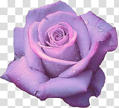Purple aesthetic , purple rose transparent background PNG clipart Purple aesthetic , purple rose transparent background PNG clipart