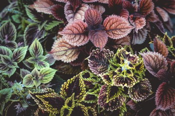 purple and green coleus