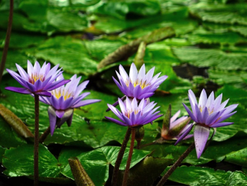 Purple and Green Flower Purple and Green Flower