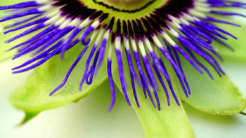 Purple and Green Flower Purple and Green Flower