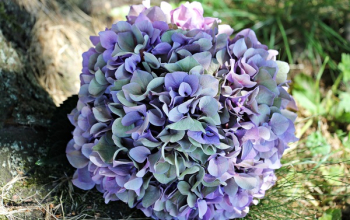 Purple and Green Hydrangea Macrophylla Flower in Bloom Purple and Green Hydrangea Macrophylla Flower in Bloom