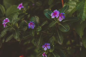 Purple and Green Leaf Plant
