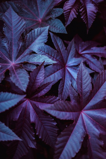 Purple and Green Leafy Plant