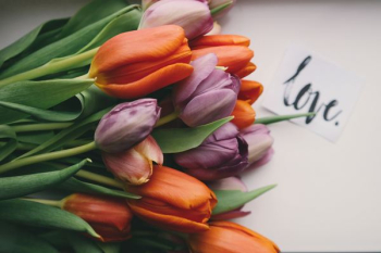 purple and orange tulips on white surface purple and orange tulips on white surface