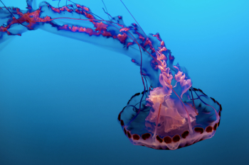 Purple and Pink Jelly Fish Purple and Pink Jelly Fish