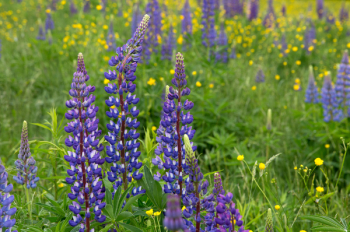 Purple and White Flower Purple and White Flower