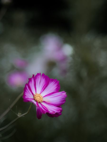 purple and white flower purple and white flower