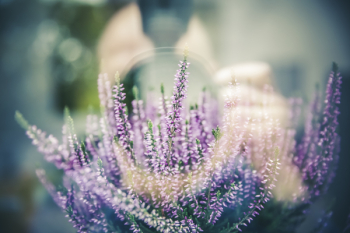 Purple and White Long Flower Blooms during Daytime Purple and White Long Flower Blooms during Daytime