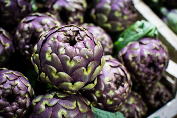 Purple artichoke Purple artichoke