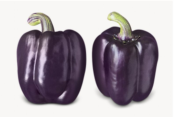 Purple bell peppers image, isolated | Free Photo - rawpixel Purple bell peppers image, isolated | Free Photo - rawpixel