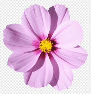 purple cosmos flower illustration, Flower, Blossom Flower, purple, violet, color png