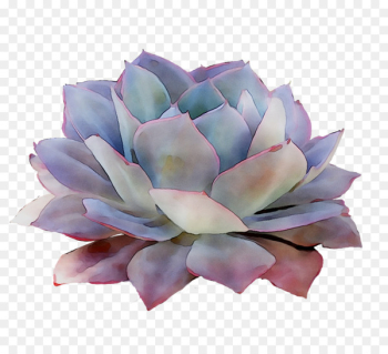 Purple Cut flowers - Purple Cut flowers -