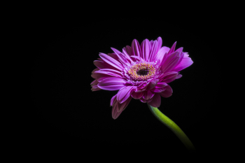 Purple daisy Purple daisy