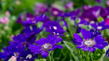 Purple Daisy Flower Field Purple Daisy Flower Field