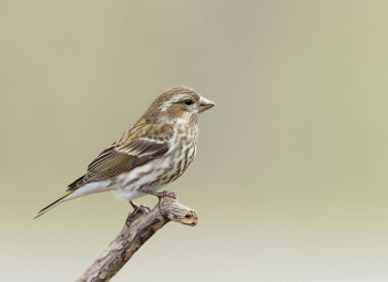 Purple finch bird. Free public | Free Photo - rawpixel Purple finch bird. Free public | Free Photo - rawpixel