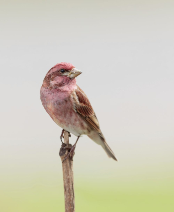 Purple finch bird. Free public | Free Photo - rawpixel Purple finch bird. Free public | Free Photo - rawpixel