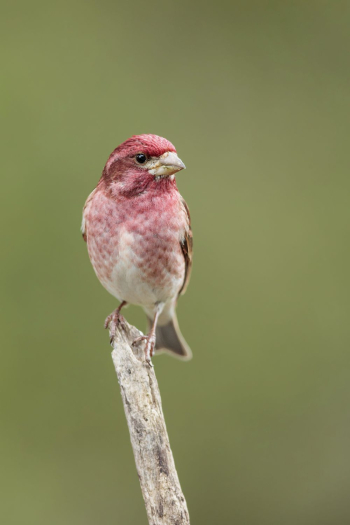 Purple finch bird. Free public | Free Photo - rawpixel Purple finch bird. Free public | Free Photo - rawpixel
