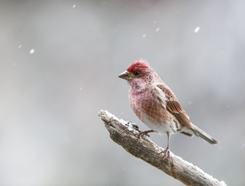 Purple finch bird. Free public | Free Photo - rawpixel Purple finch bird. Free public | Free Photo - rawpixel
