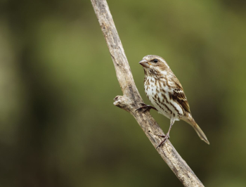 Purple finch, female bird. Free | Free Photo - rawpixel Purple finch, female bird. Free | Free Photo - rawpixel