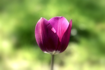 Purple Flower Purple Flower