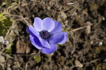 Purple Flower Purple Flower