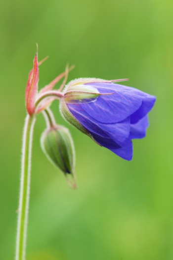 Purple Flower Purple Flower