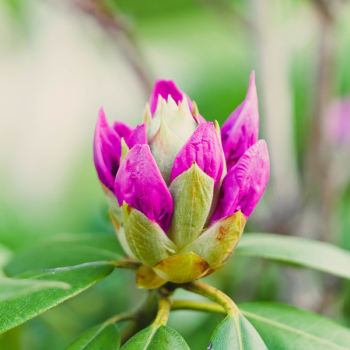 Purple Flower Purple Flower