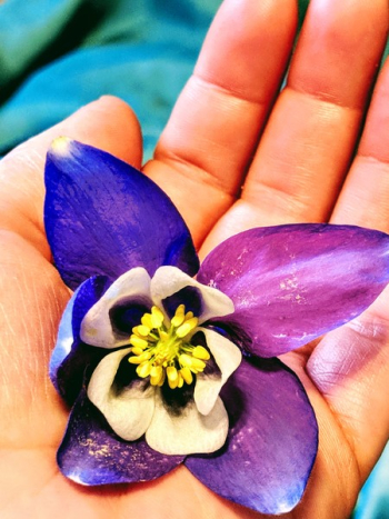 Purple Flower Purple Flower