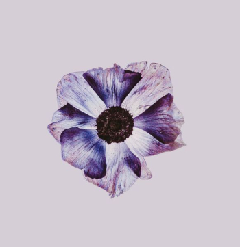 purple flower purple flower
