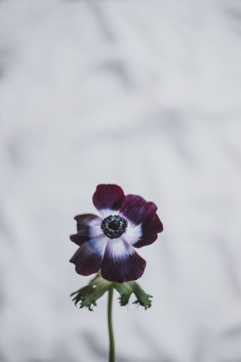purple flower purple flower