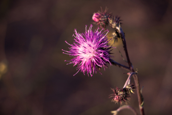 Purple Flower Purple Flower