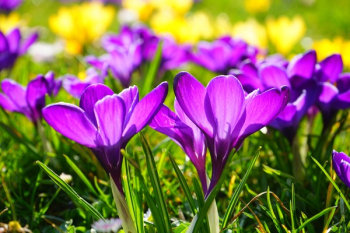 Purple Flower Purple Flower