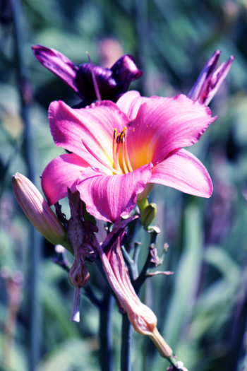 Purple Flower Purple Flower