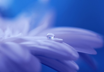 Purple Flower Purple Flower