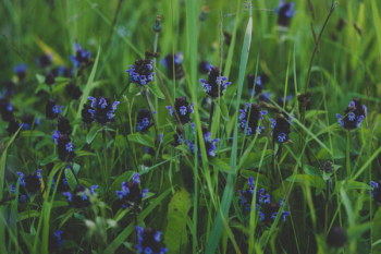 Purple Flower Purple Flower