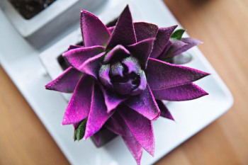 purple flower purple flower