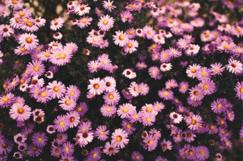 purple flower purple flower