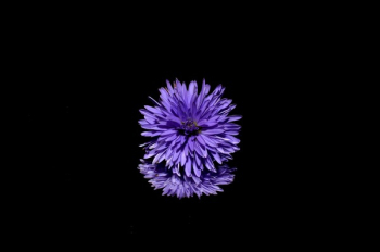 Purple Flower Purple Flower