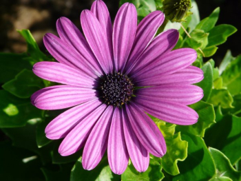 Purple Flower Purple Flower