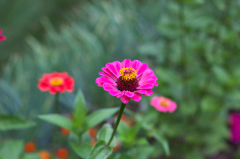 Purple Flower Purple Flower