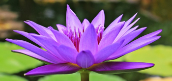 Purple Flower Purple Flower
