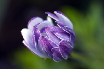 Purple Flower Purple Flower