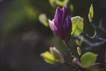 Purple Flower Purple Flower