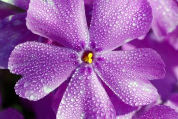 Purple Flower Purple Flower