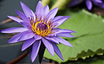 Purple Flower Purple Flower