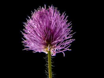Purple Flower Purple Flower