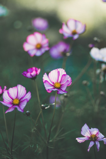 Purple Flower Purple Flower