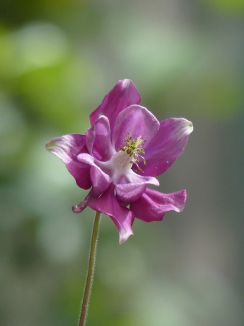 Purple Flower Purple Flower