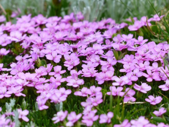 Purple Flower and Green Grass