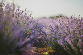 Purple Flower Field Purple Flower Field